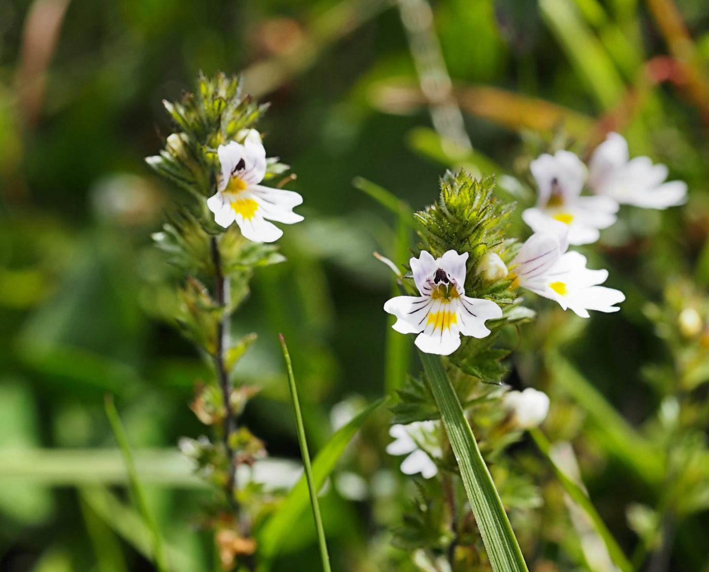 Eyebright, Common (of the mountains) flower
